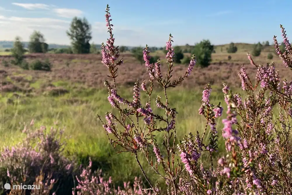 Berg- und Waldhaus B&B13, Heidelandschaft