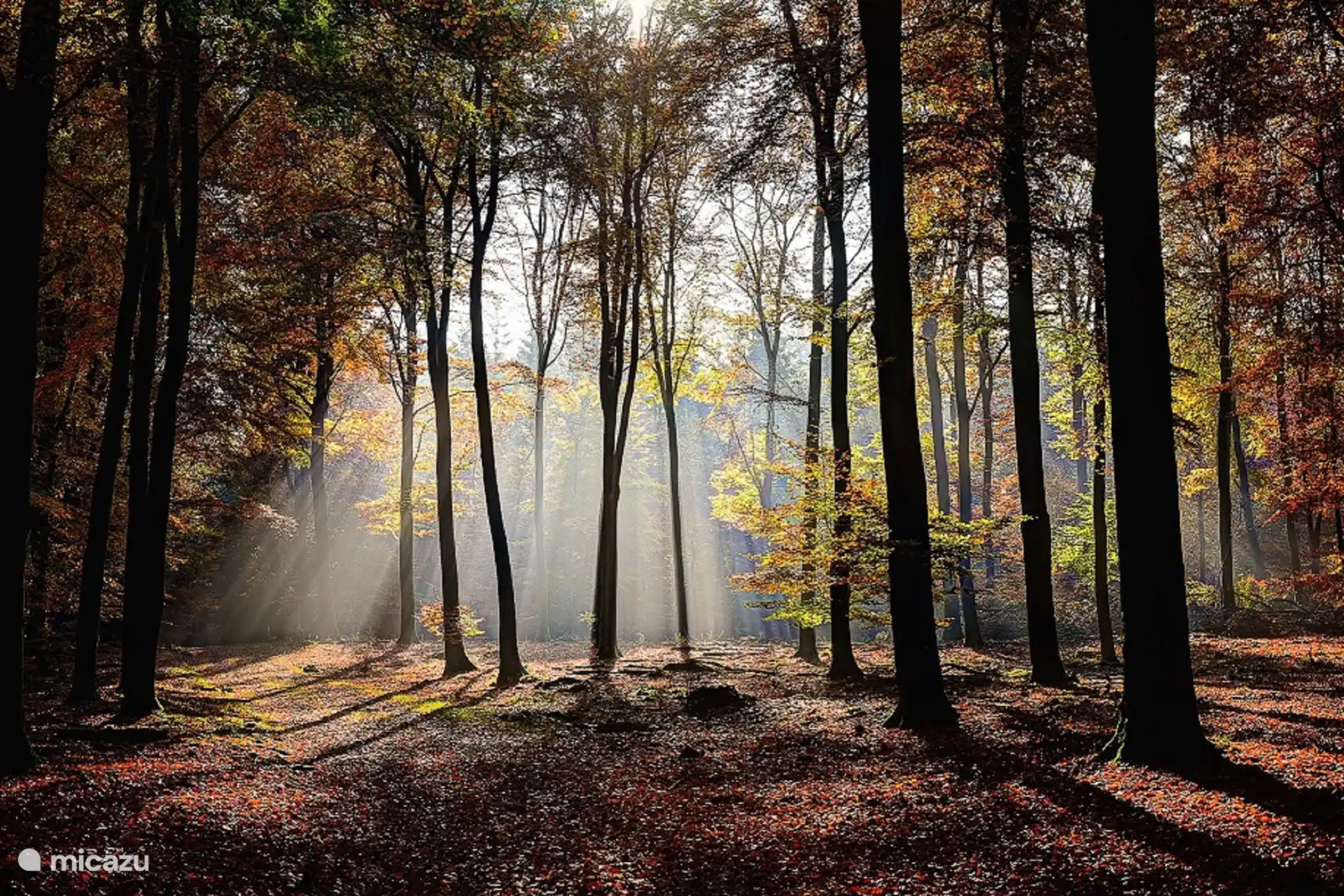 Berg & Bos House B&B43, Wälder in unmittelbarer Nähe