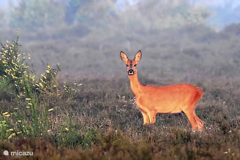 Berg & Bos House B&B43, Hirsche gesichtet