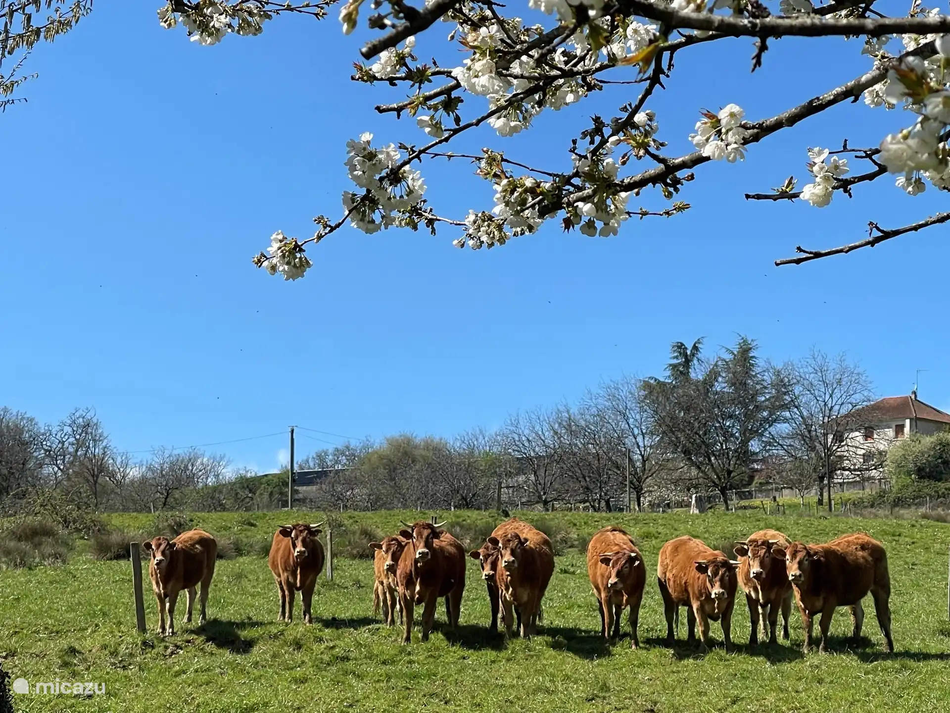 Les vaches limousines sont vos voisines