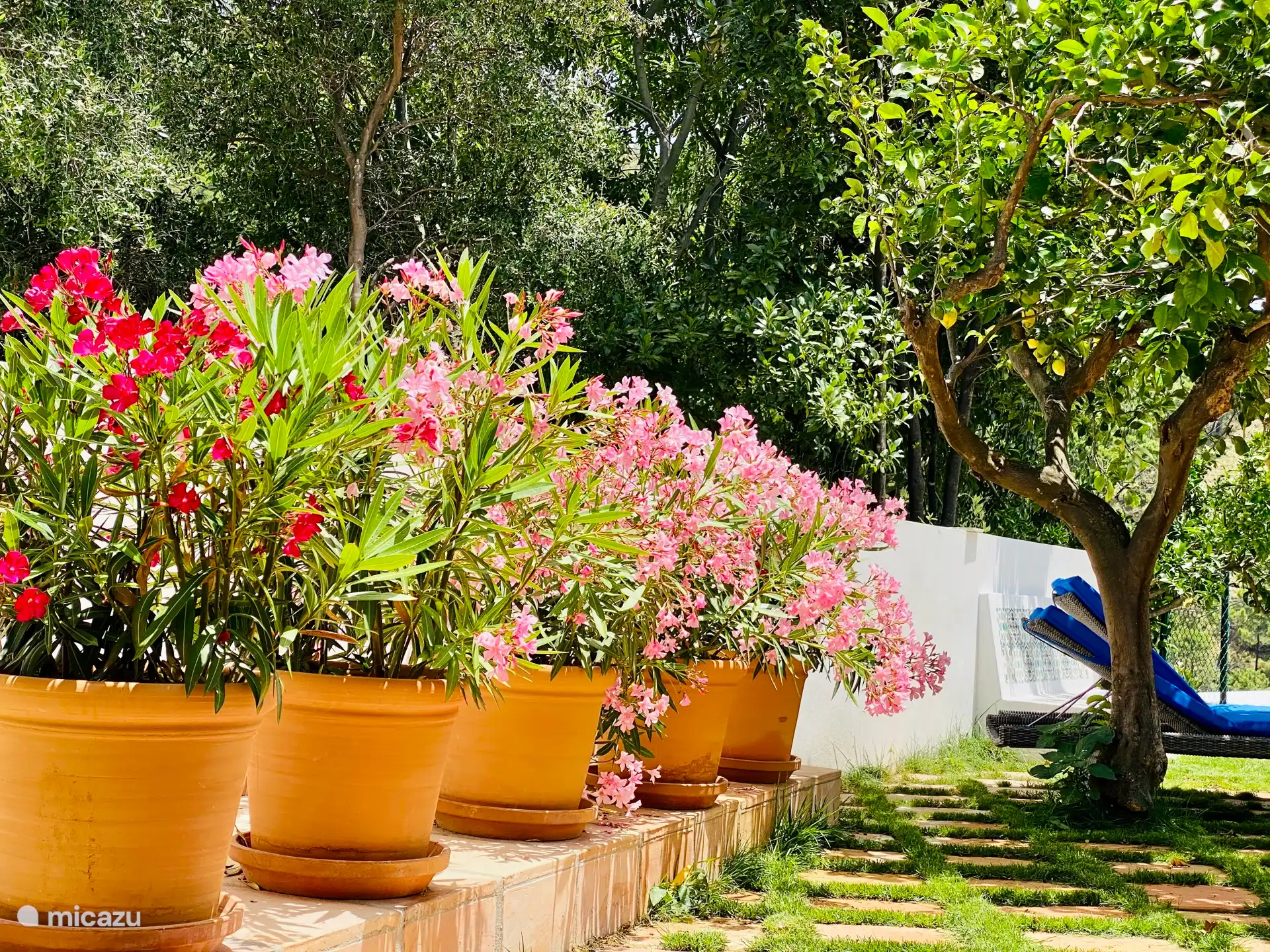 Es blüht immer etwas 