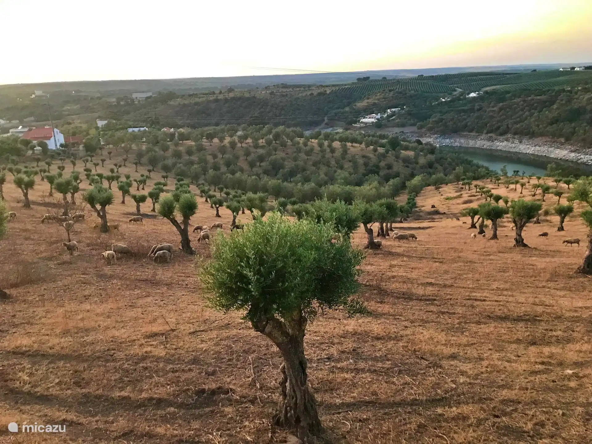 Sie blicken auf die Olivenhaine. 