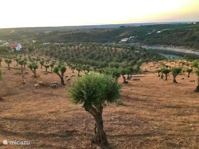 Location de Vacances Portugal, Portalegre, Figueira e Barros, villa - Piscine Casa Heechhiem pour 6 personnes Vous regardez les oliveraies.