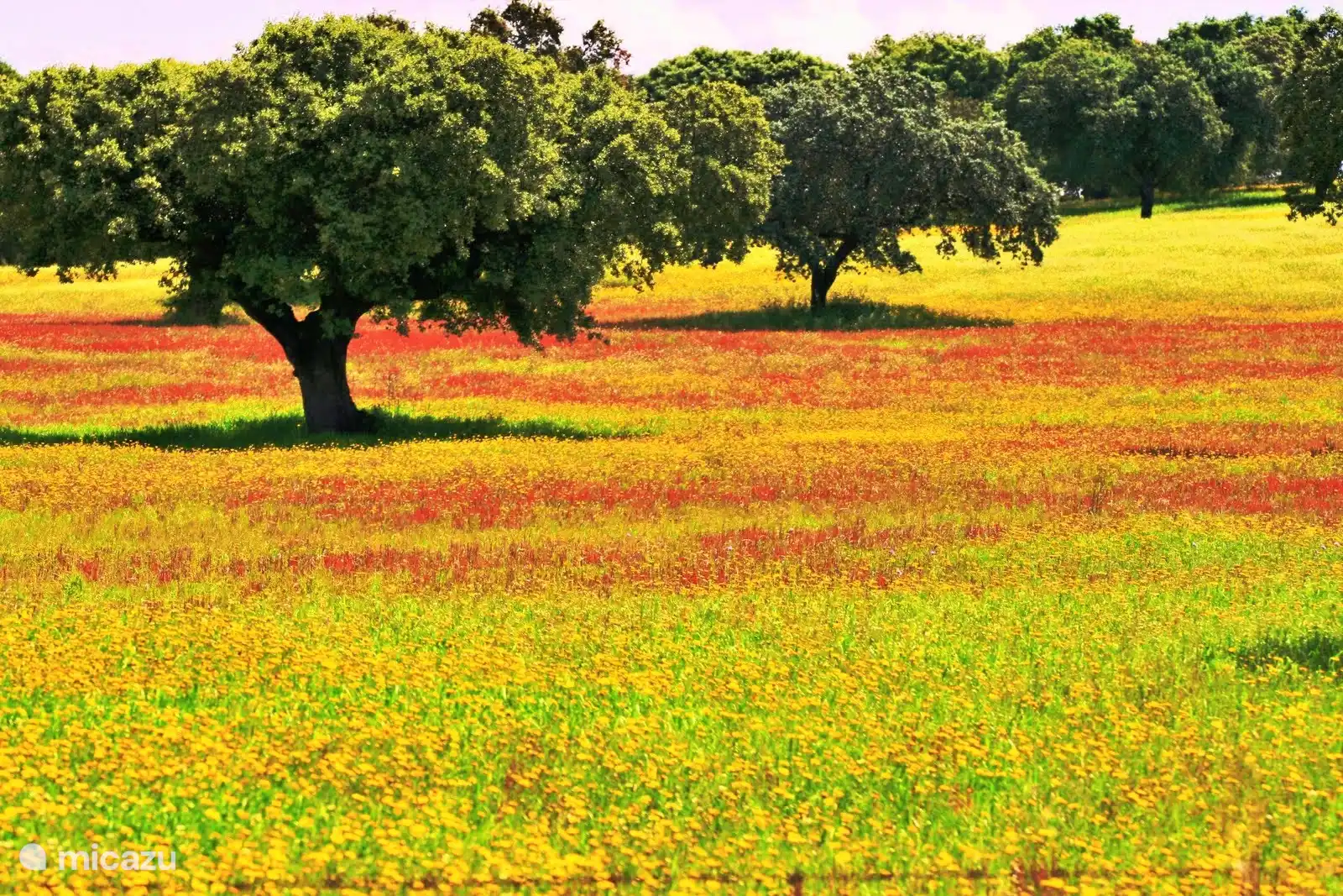 Dieses Foto zeigt die Umgebung mit Graslandschaften, Hügeln und Korkeich- und Olivenbäumen