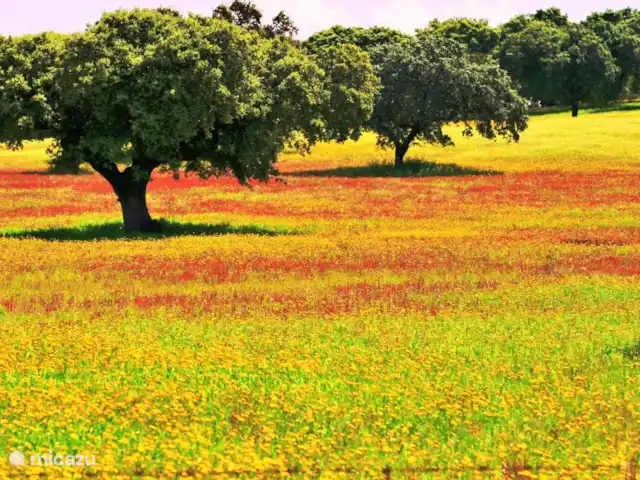 Location de Vacances Portugal, Portalegre, Figueira e Barros, villa - Piscine Casa Heechhiem pour 6 personnes Cette photo montre les environs avec des prairies, des collines et des chênes-lièges et des oliviers