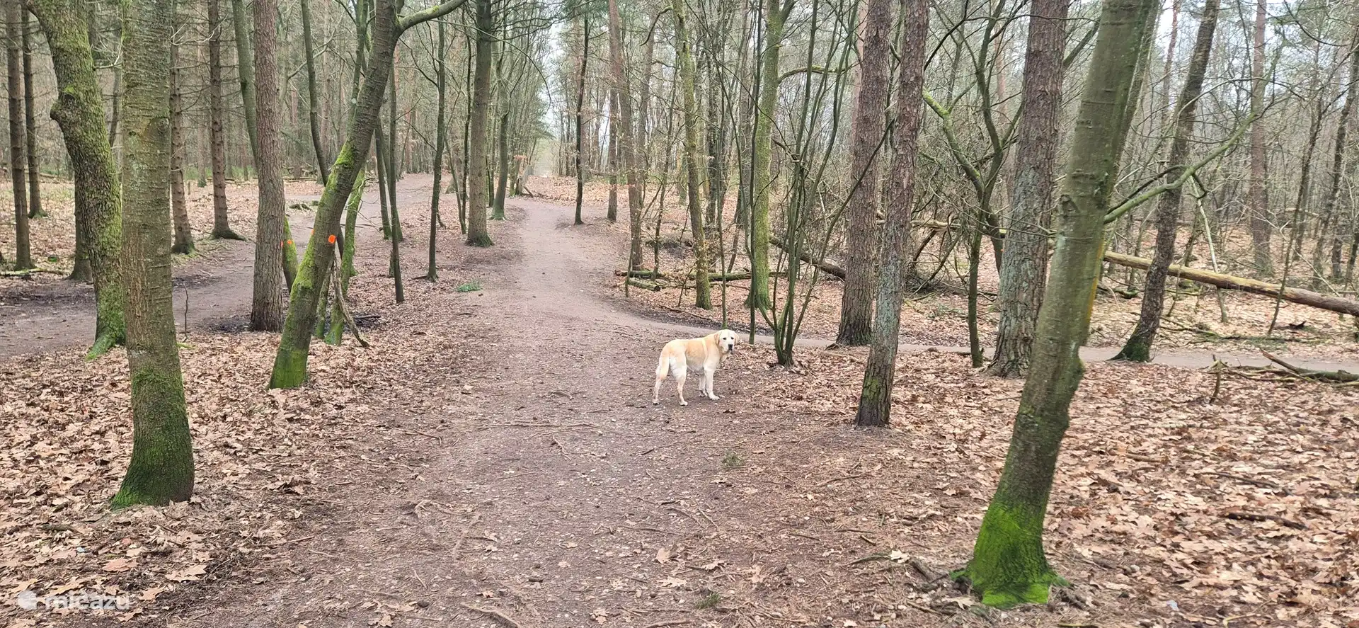 Zone sans laisse 't Leesten