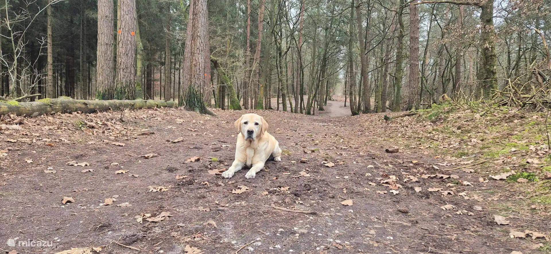 Zone sans laisse 't Leesten