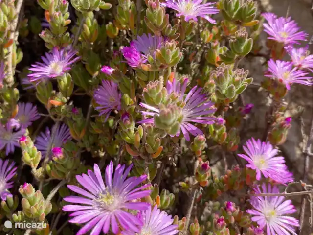 Wandelen, Portugal, Costa de Prata, Alcobaça, bed & breakfast Pátio do Vale - Pátio bloemetjes in tuin
