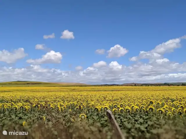 Casita de la Luz con piscina en España, Andalucía, Vejer de la Frontera - casa vacacional Campos de girasoles de camino a la playa