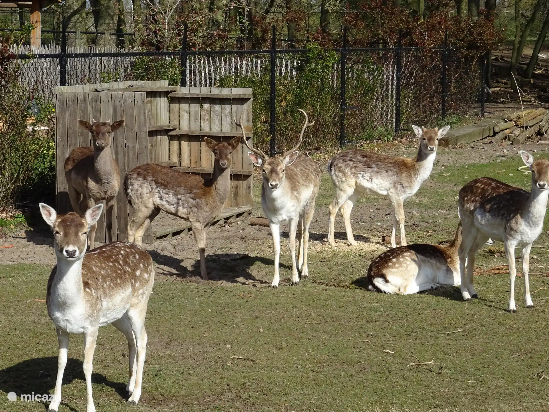Die Gäste können unsere Hirsche füttern, wenn sie möchten