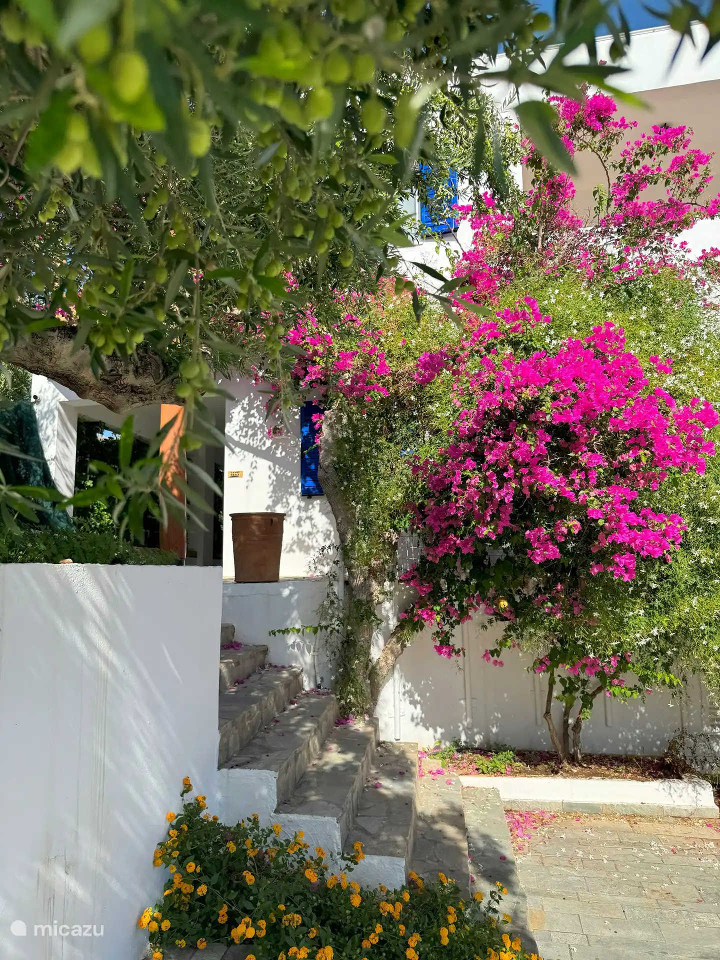 Trap naar het zwembad met bougainville