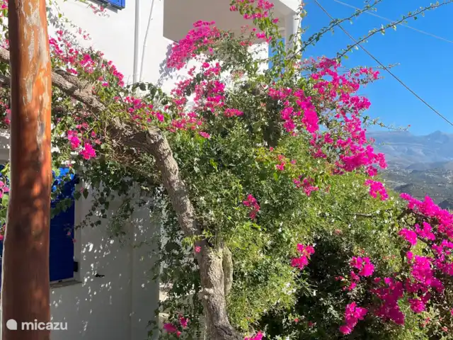 Olivar Villa Serenity en Grecia, Creta, Agia Galini - villa Villa de vista frontal con buganvillas