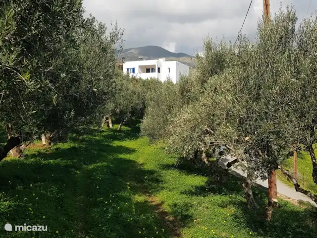 Olivar Villa Serenity en Grecia, Creta, Agia Galini - villa La villa entre los olivos
