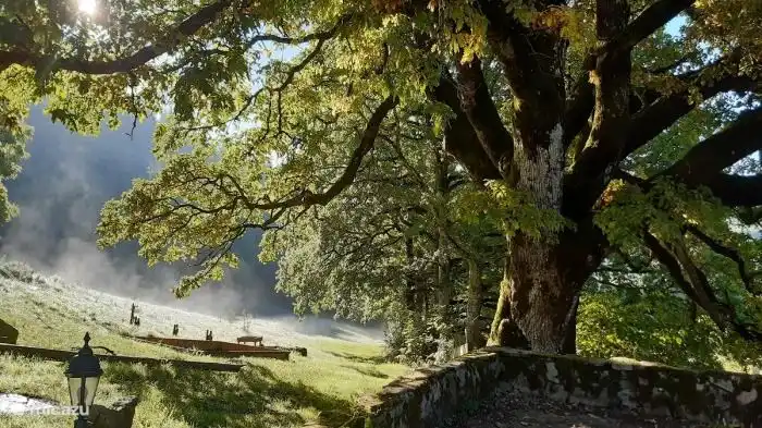 De eeuwen oud eik op Lacanal