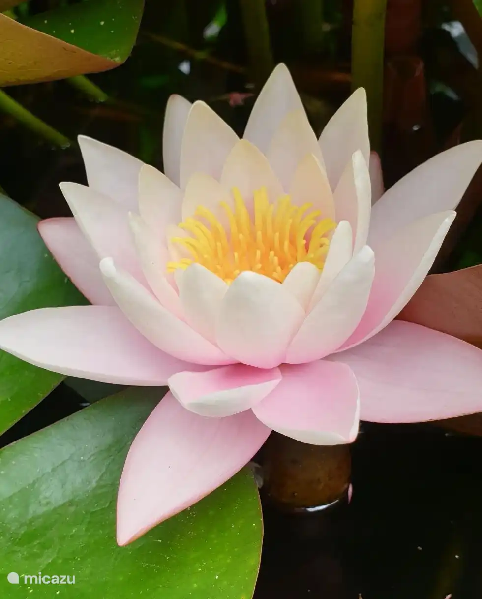 The pond's water lily flowers