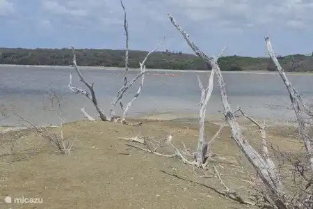 Les marais salants de Curaçao
