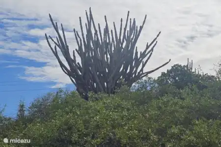 Les marais salants de Curaçao