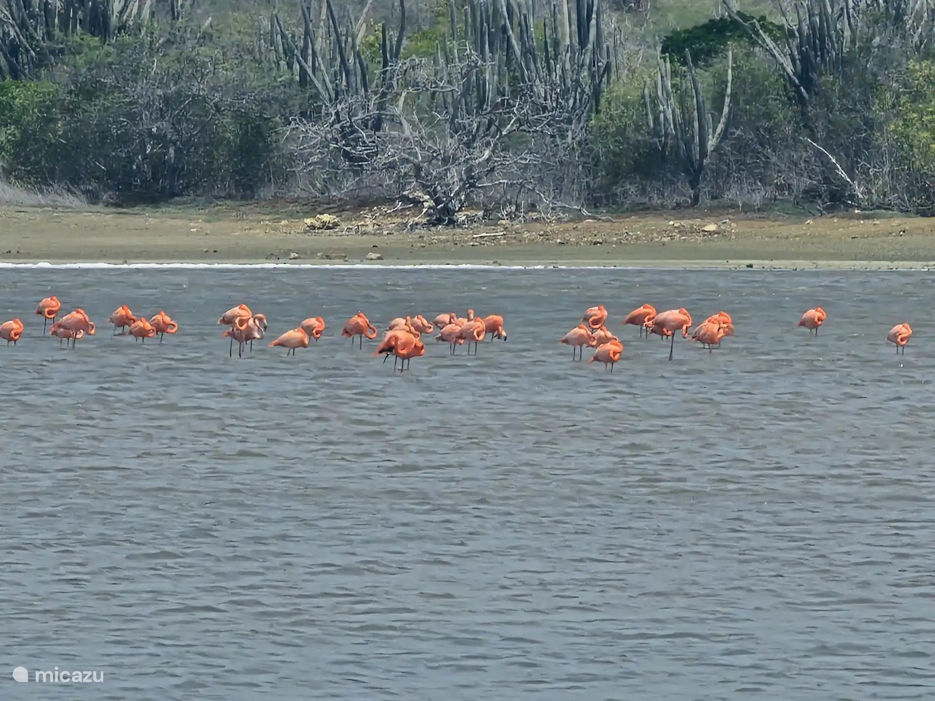 Flamingos auf den Salinen
