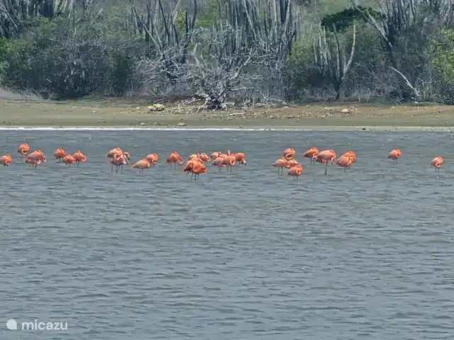 Curaçaovilla de rêve | Curaçao, Banda Ariba (est), Jan Thiel - villa Flamants roses sur les marais salants