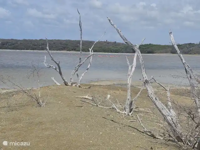 Curaçaovilla de rêve | Curaçao, Banda Ariba (est), Jan Thiel - villa Salines Salantes de Curaçao
