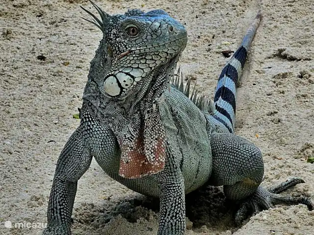 Curaçaovilla de rêve | Curaçao, Banda Ariba (est), Jan Thiel - villa Iguane iguane