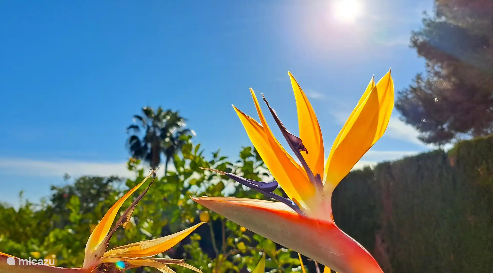 L’une des belles plantes qui pousse dans le jardin. 