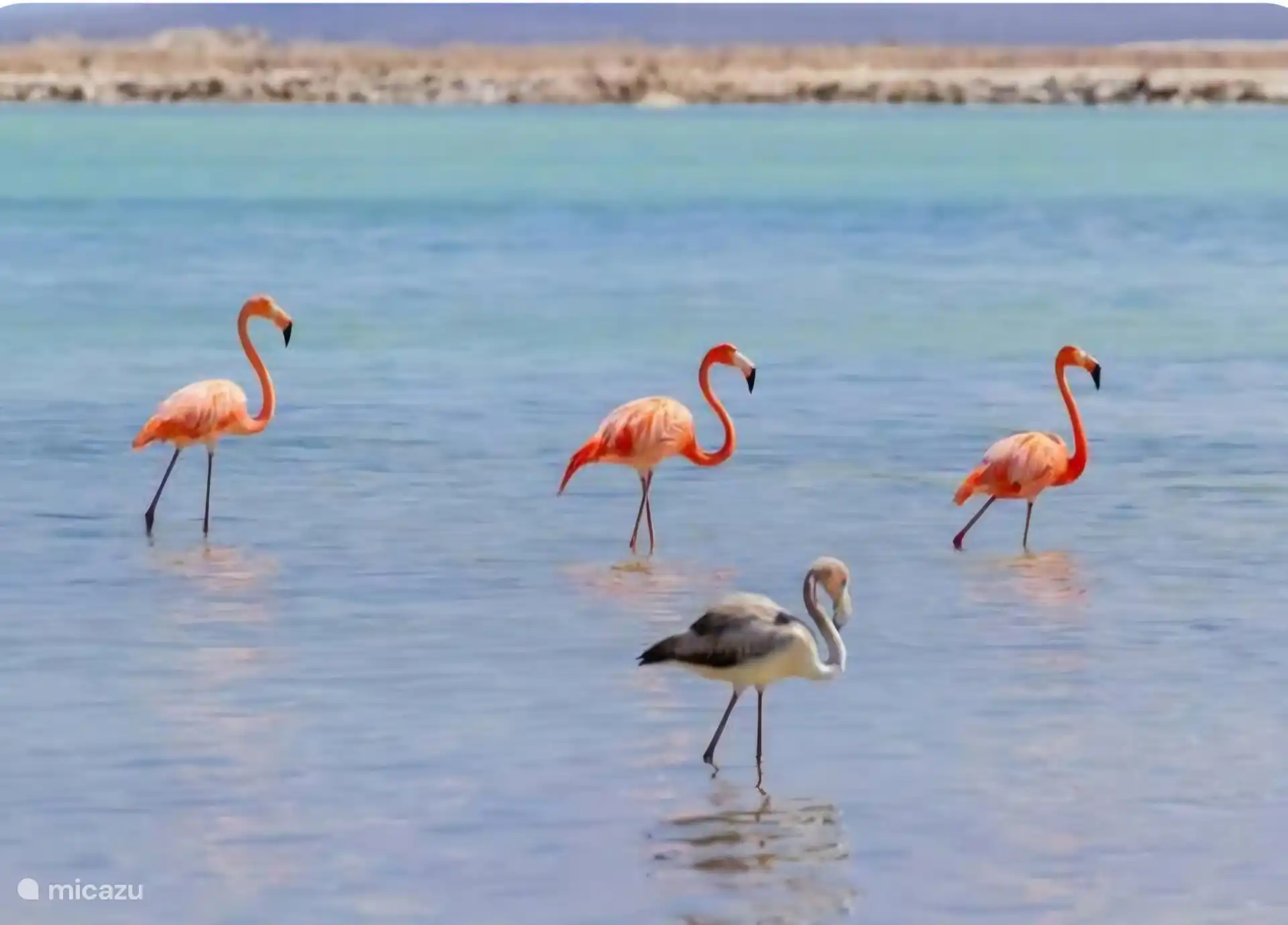 Observa flamencos en los lagos salados.