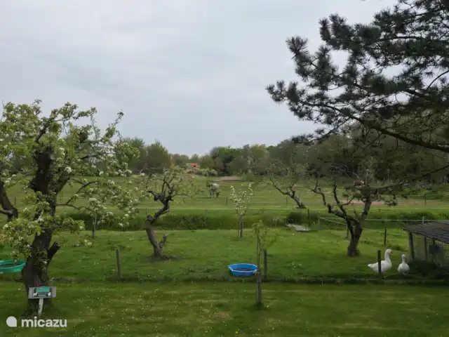 Location de Vacances Pays-Bas, Zélande, Renesse, maison de vacances - Prairiehouse Little Creek