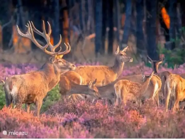 Veluwe Chalet Putten | Pays-Bas, Gueldre, Wells - chalet La nature dans la Veluwe