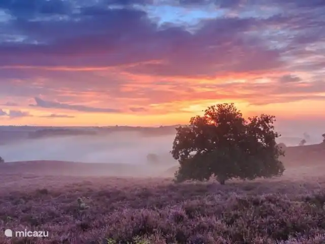 Veluwe Chalet Putten | Pays-Bas, Gueldre, Wells - chalet bruyère
