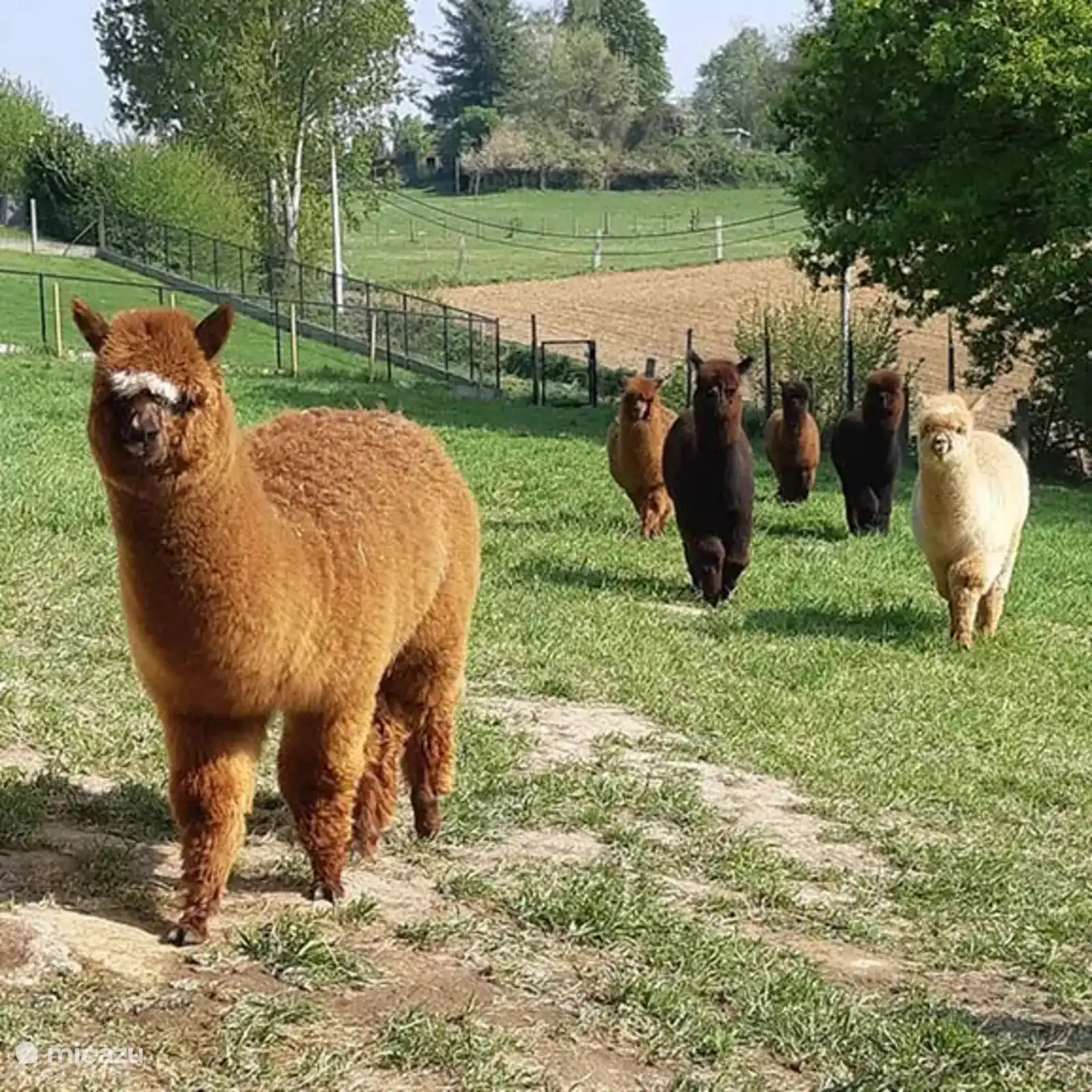 alpacapark 
