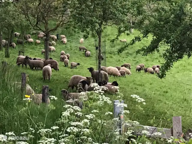 Maison de vacances sur le Plateau GULP | Pays-Bas, Limbourg, Heijenrath - maison mitoyenne Un regard sur la région