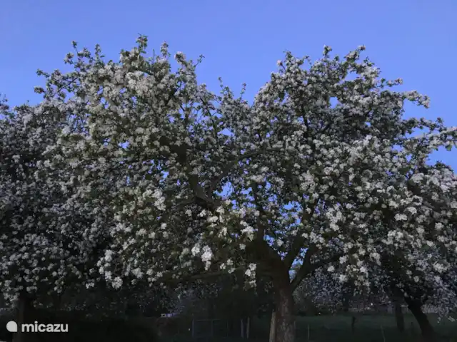 Maison de vacances sur le Plateau GULP | Pays-Bas, Limbourg, Heijenrath - maison mitoyenne Venez déguster le sirop de pomme fabriqué à partir de nos propres fruits !