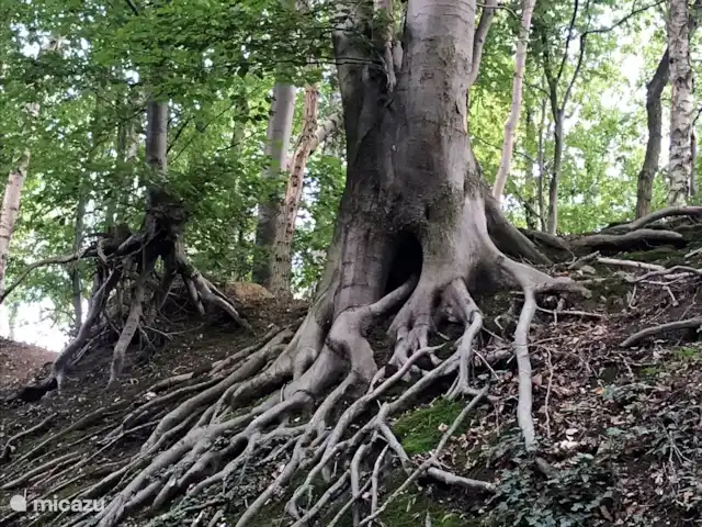 La maison de vacances du Plateau Mechelder | Pays-Bas, Limbourg, Heijenrath - maison mitoyenne Teuvenderbos.