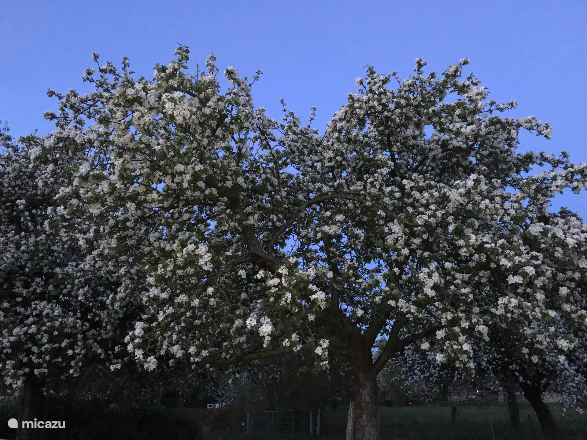 Unsere Apfelbäume in voller Blüte. Kommen Sie und probieren Sie unseren Sirup und Saft!