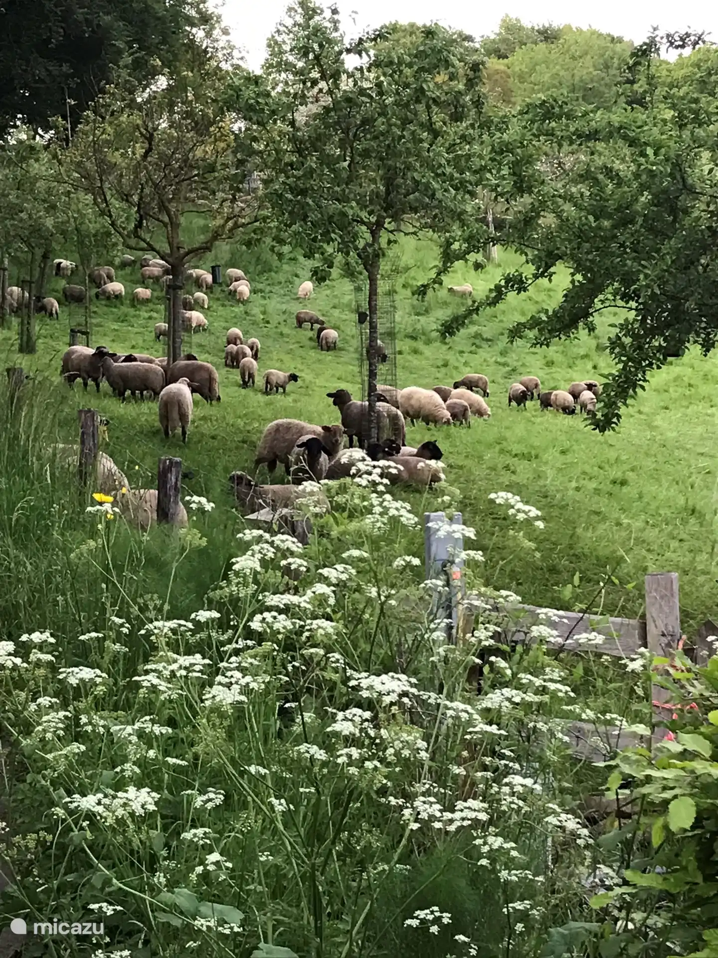 Sie werden an vielen Orten gefunden.