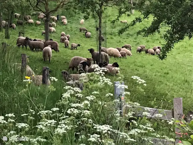 La maison de vacances du Plateau Mechelder | Pays-Bas, Limbourg, Heijenrath - maison mitoyenne Vous les trouverez dans de nombreux endroits.