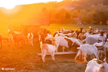 Activités exclusives à travers l’hébergement