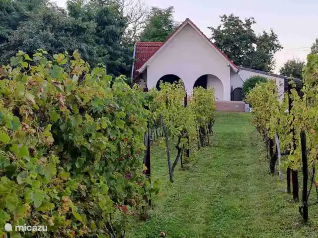 casa vacacional en Hungría, Tatabánya, Moszgo – Fehér Borház Viñedo