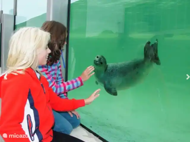 Parque de vacaciones de Krim. 724. en Países Bajos, Texel, De Cocksdorp - casa vacacional