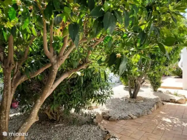 Villa Pinosol à proximité de la plage | Espagne, Costa Blanca, Jávea - villa jardin