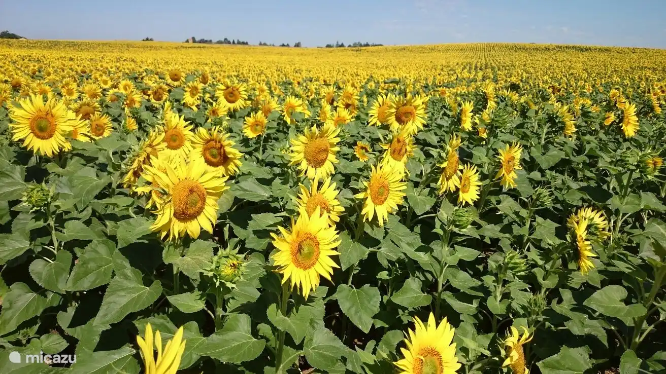 In the months of July and August we are surrounded by sunflower fields