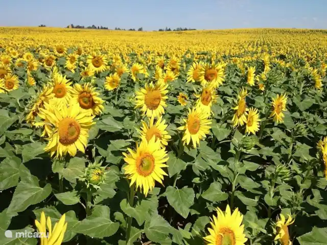 Laurier rose | France, Lot-et-Garonne, Massels - maison de vacances Dans les mois de juillet et août, nous sommes entourés de champs de tournesols