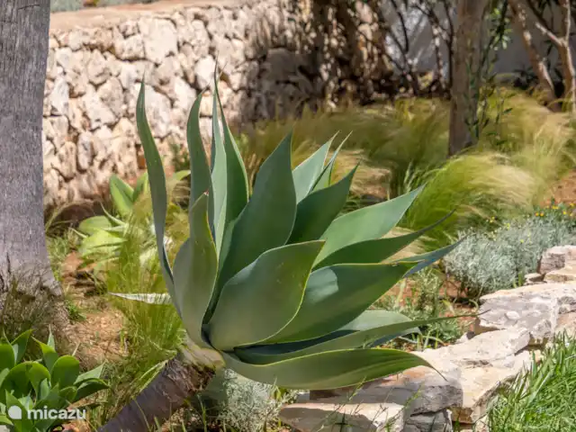 Villa Xabia  | Espagne, Costa Blanca, Jávea - villa Jardin