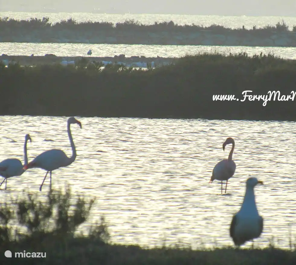 San Pedro Salt Flats
