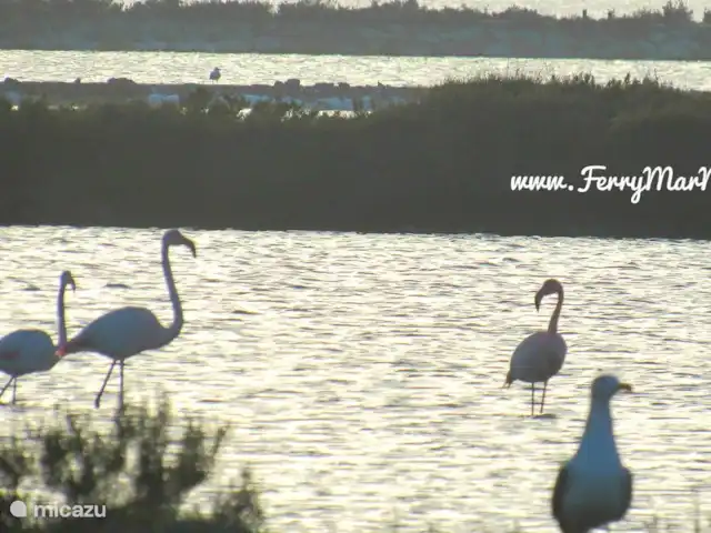 Location de Vacances Espagne, Murcia, Santiago de la Ribera, maison de vacances - Casa Luna Salines de San Pedro