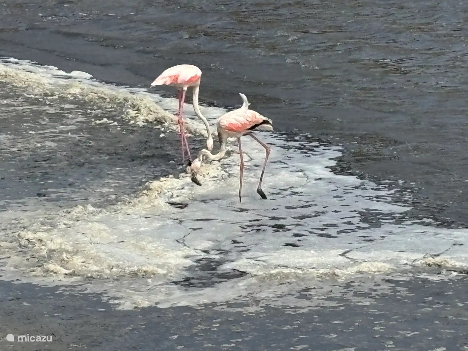Flamingo’s aan Mar Menor