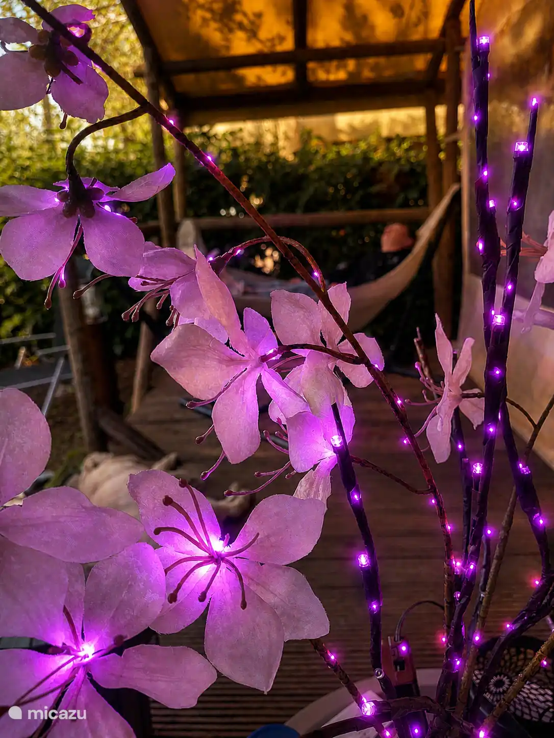 Safari tent with our beautiful purple lights 