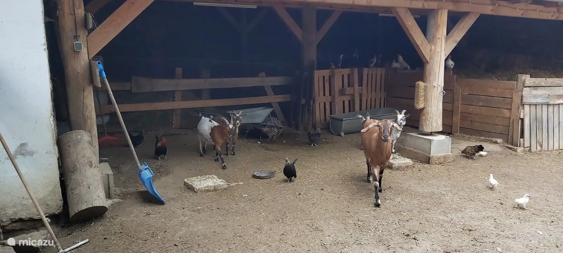 Part of the animal domain