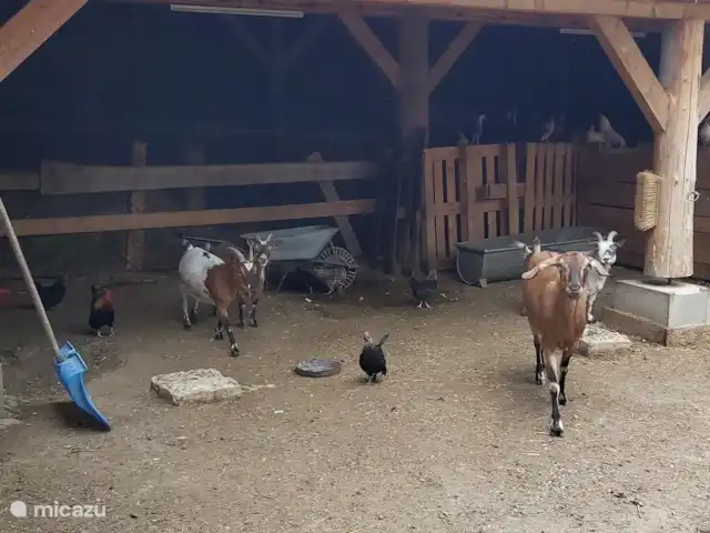 apartamento en República Checa, Sur de Bohemia, Strunkovice Nad Blanicí – Zichovec El corral de las cabras Parte del dominio animal